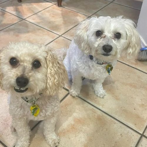 Pluto / Astro - Maltese x Mixed breed Dog