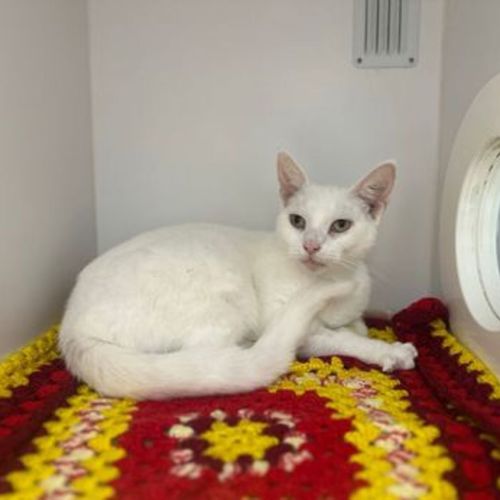 Sherrie - Domestic Short Hair Cat