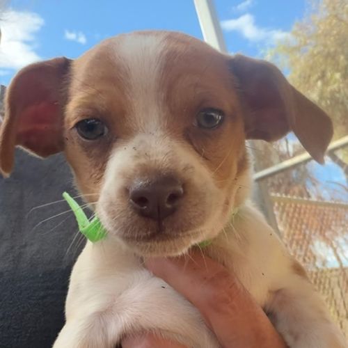 Banks - Mixed breed Dog