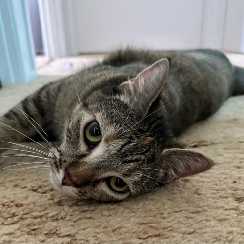 Phoebe - Domestic Short Hair (DSH) Cat
