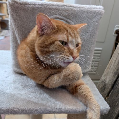 Jasper - Domestic Medium Hair (DMH) Cat