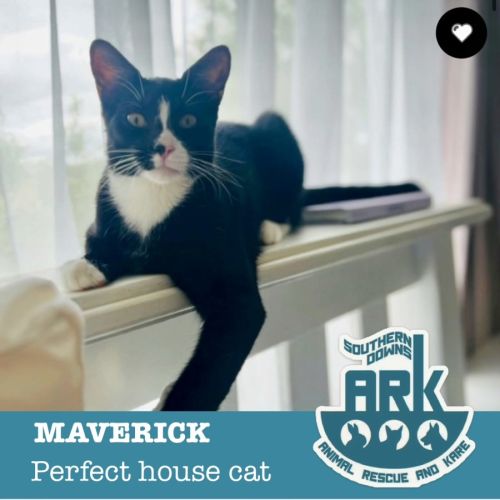 Maverick  - Domestic Short Hair (DSH) Cat