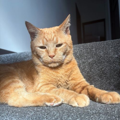 Eli - Domestic Short Hair (DSH) Cat