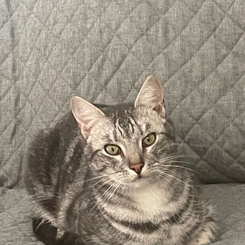 Cloud - Domestic Short Hair (DSH) Cat