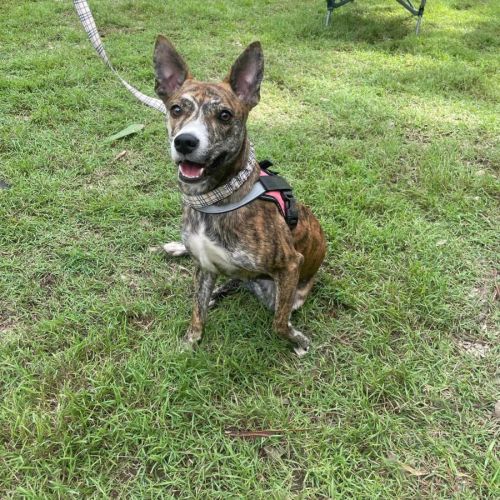 Winnie - Whippet Dog