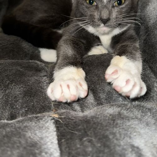 Pengi - Domestic Short Hair (DSH) Cat