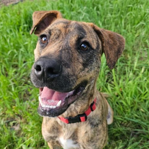 Reggie - Mixed breed Dog