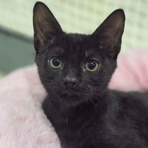 Jupiter - Domestic Short Hair (DSH) Cat