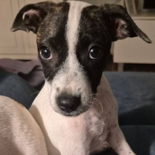 Fern - Mixed breed Dog