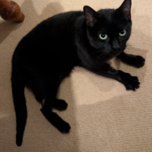 Lucy - Domestic Short Hair (DSH) Cat
