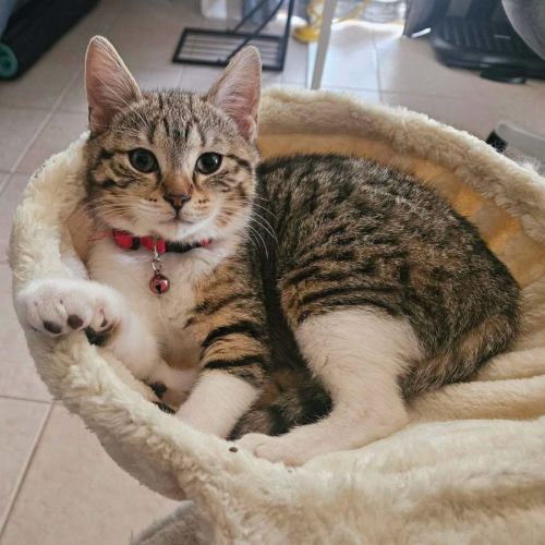 14328 - Daisy - Domestic Short Hair (DSH) Cat