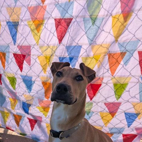 Milo - Great Dane Dog
