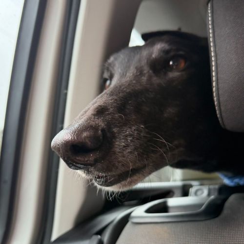 Thiago The Greyhound - Greyhound Dog