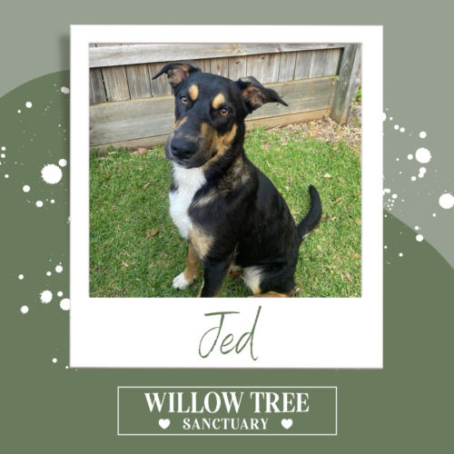 Jed - German Shepherd Dog