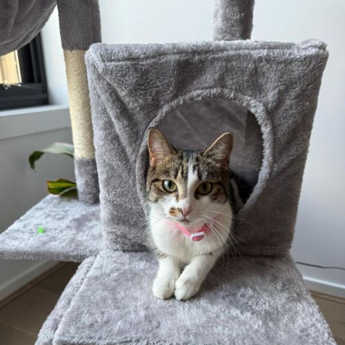 Cleo - Domestic Short Hair (DSH) Cat