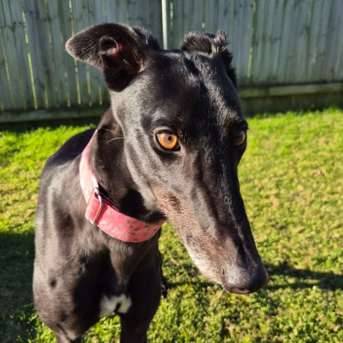 Marcia The Greyhound - Greyhound Dog