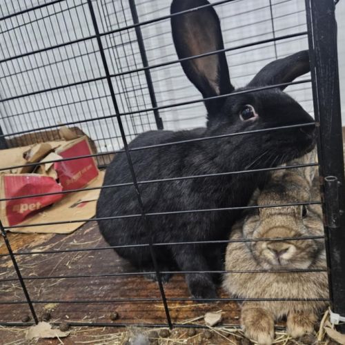 Elphaba - Flemish Giant Rabbit