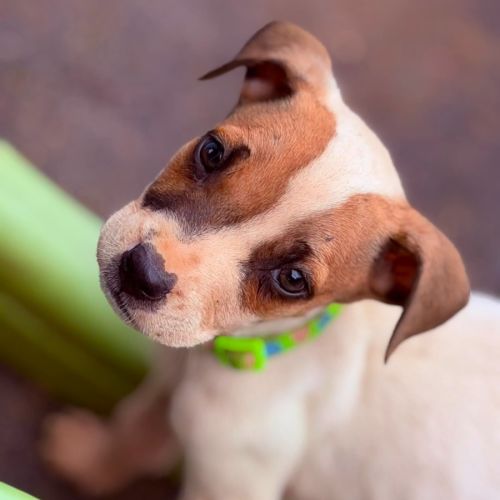 Osman - Mixed breed Dog