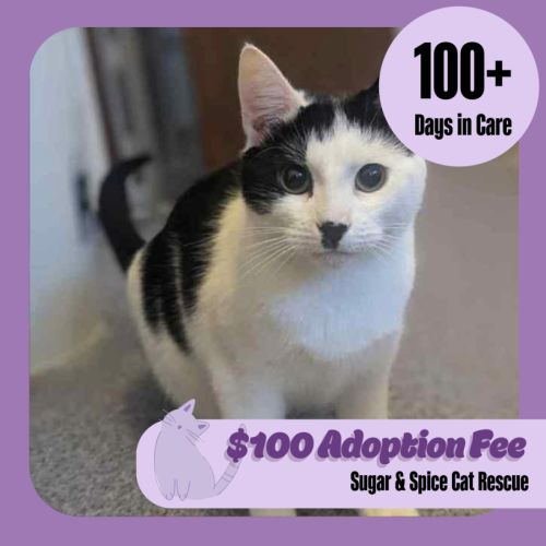 Scofflaw  - Domestic Short Hair (DSH) Cat