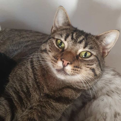 Minnie - Domestic Short Hair (DSH) Cat