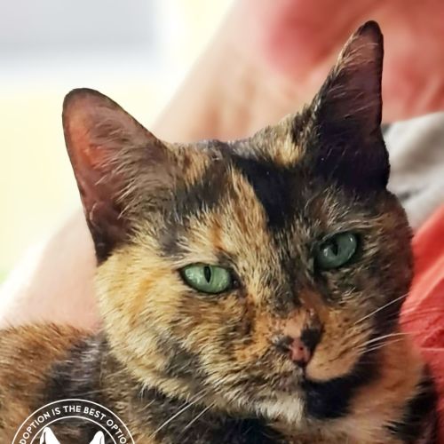 Eagless and Weston - Domestic Short Hair Cat