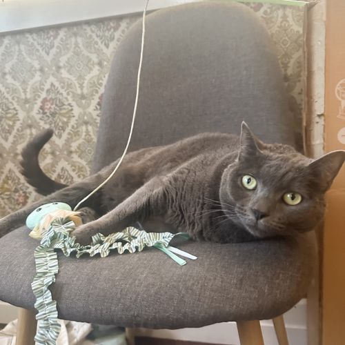 Missy - Domestic Short Hair Cat