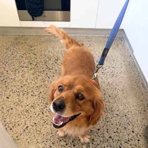 Hugo Boss - Cavalier King Charles Spaniel x Australian Kelpie Dog