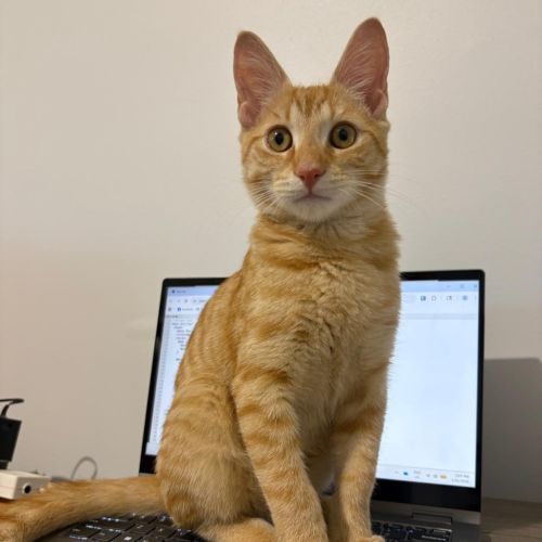 Cheerio - Domestic Short Hair (DSH) Cat