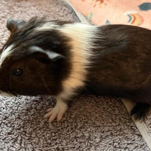 Chestnut (bonded to Walnut and Peanut) - Smooth Hair x Guinea Pig   Unspecified Guinea Pig