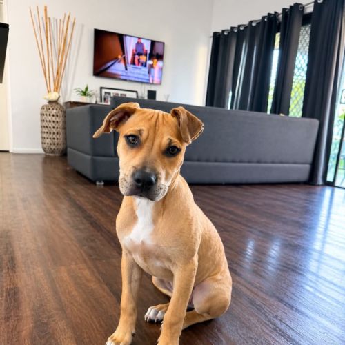 Velvie - American Staffordshire Terrier Dog