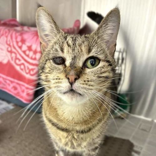 Leela - Domestic Short Hair (DSH) Cat