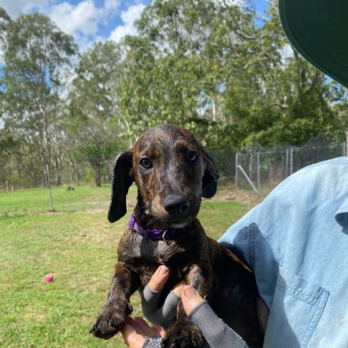 Pilvi - Dachshund (Miniature) Dog