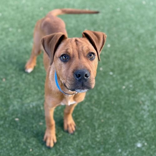 Tarzan imp 1669 - Rhodesian Ridgeback Dog
