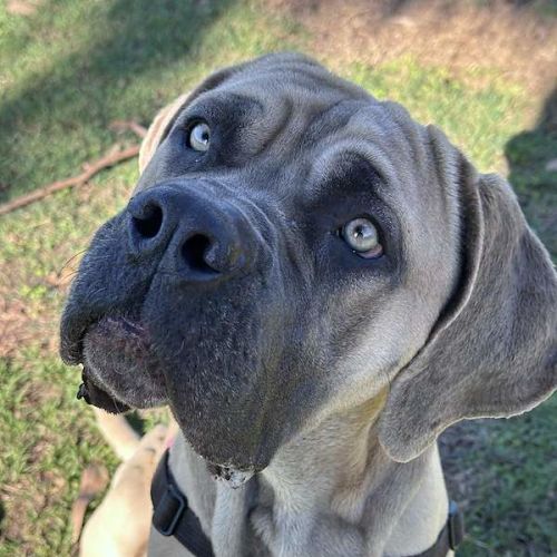Harold - Neapolitan Mastiff Dog