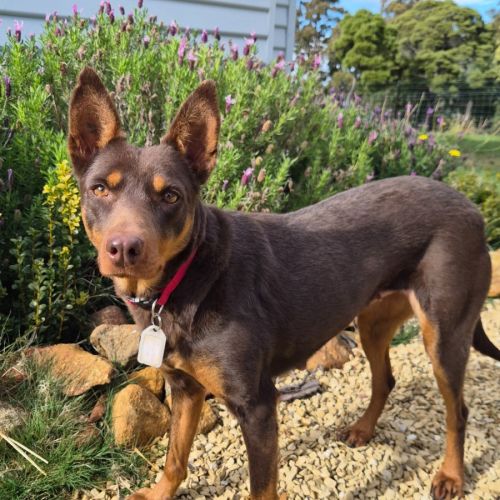 Brook - Australian Kelpie Dog