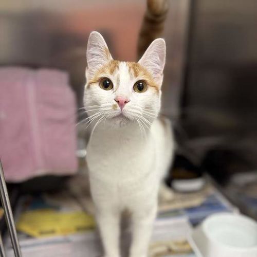 Snow - Domestic Short Hair (DSH) Cat