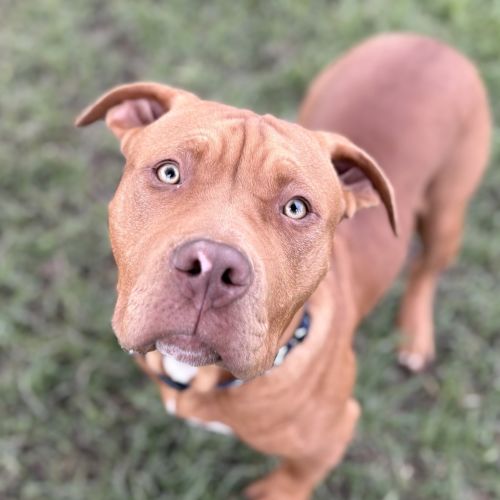 Schooner  - Large Cross Breed Dog