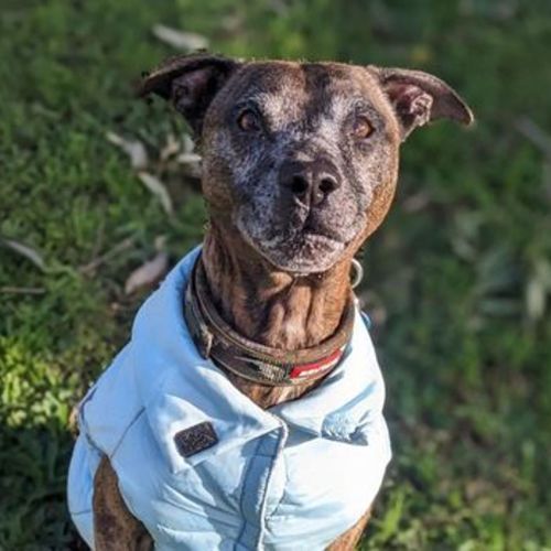Dudley - Staffordshire Bull Terrier Dog