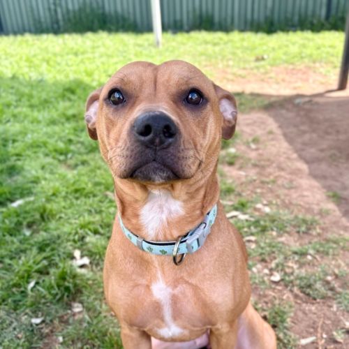 Delilah - Staffordshire Bull Terrier Dog