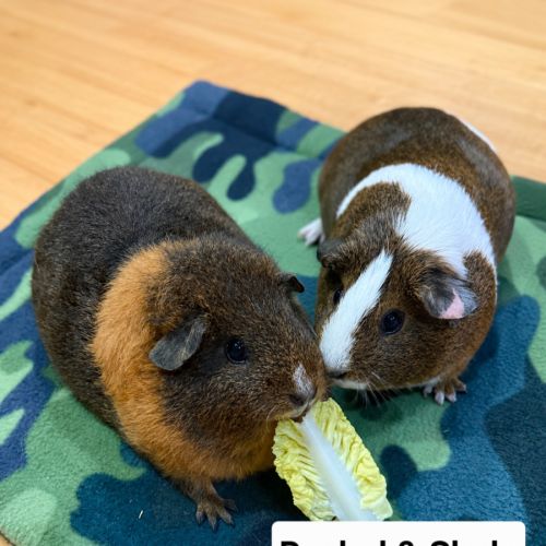 Rachel & Skyla -  Guinea Pig