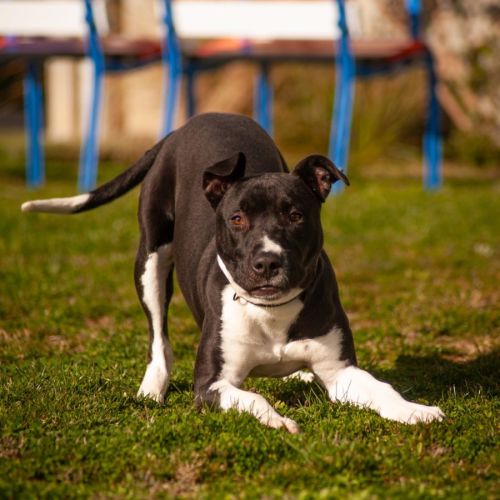 Toby - Bull Terrier Dog