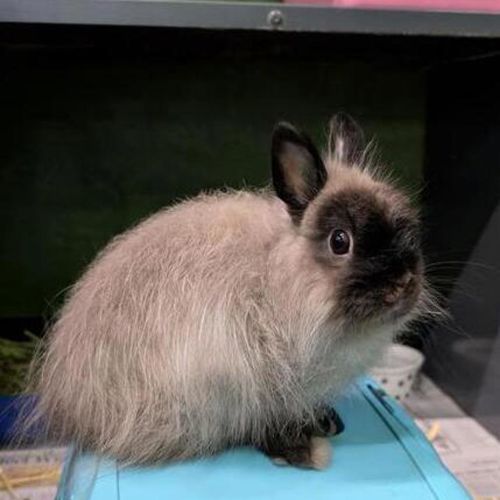 Smokey  - Jersey Wooly Rabbit