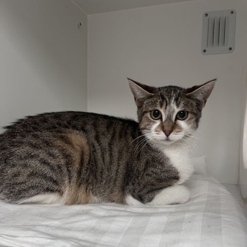Pascoe - Domestic Short Hair Cat