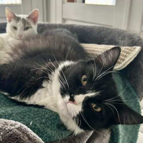 Aster - Domestic Medium Hair (DMH) Cat