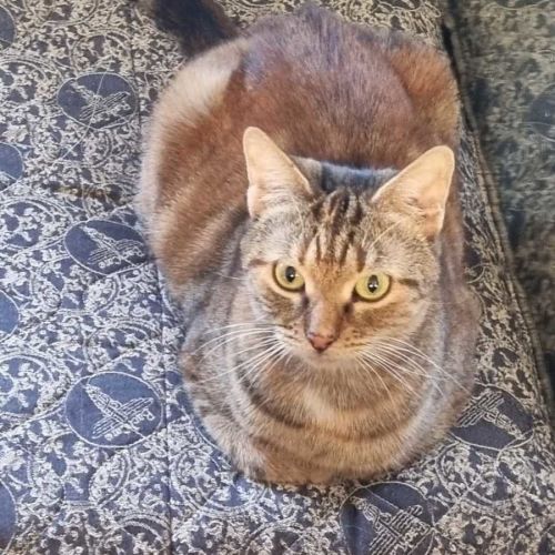 Milly - Domestic Short Hair (DSH) Cat