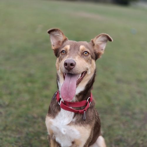 Luna - Kelpie Dog