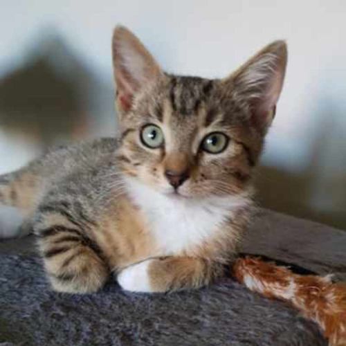 Luna - Domestic Short Hair (DSH) Cat