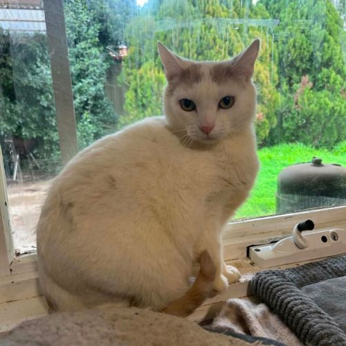Rory - Domestic Short Hair (DSH) Cat