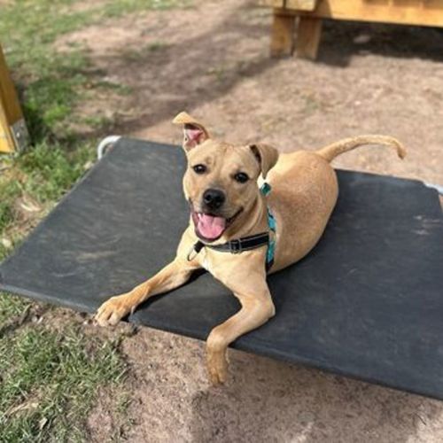 Calypso - Staffy Dog