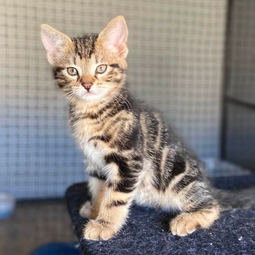 Holden - Domestic Short Hair (DSH) Cat
